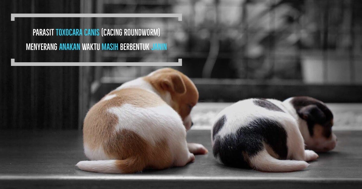 Proses Perkawinan Hamil Serta Persalinan Pada Anjing
