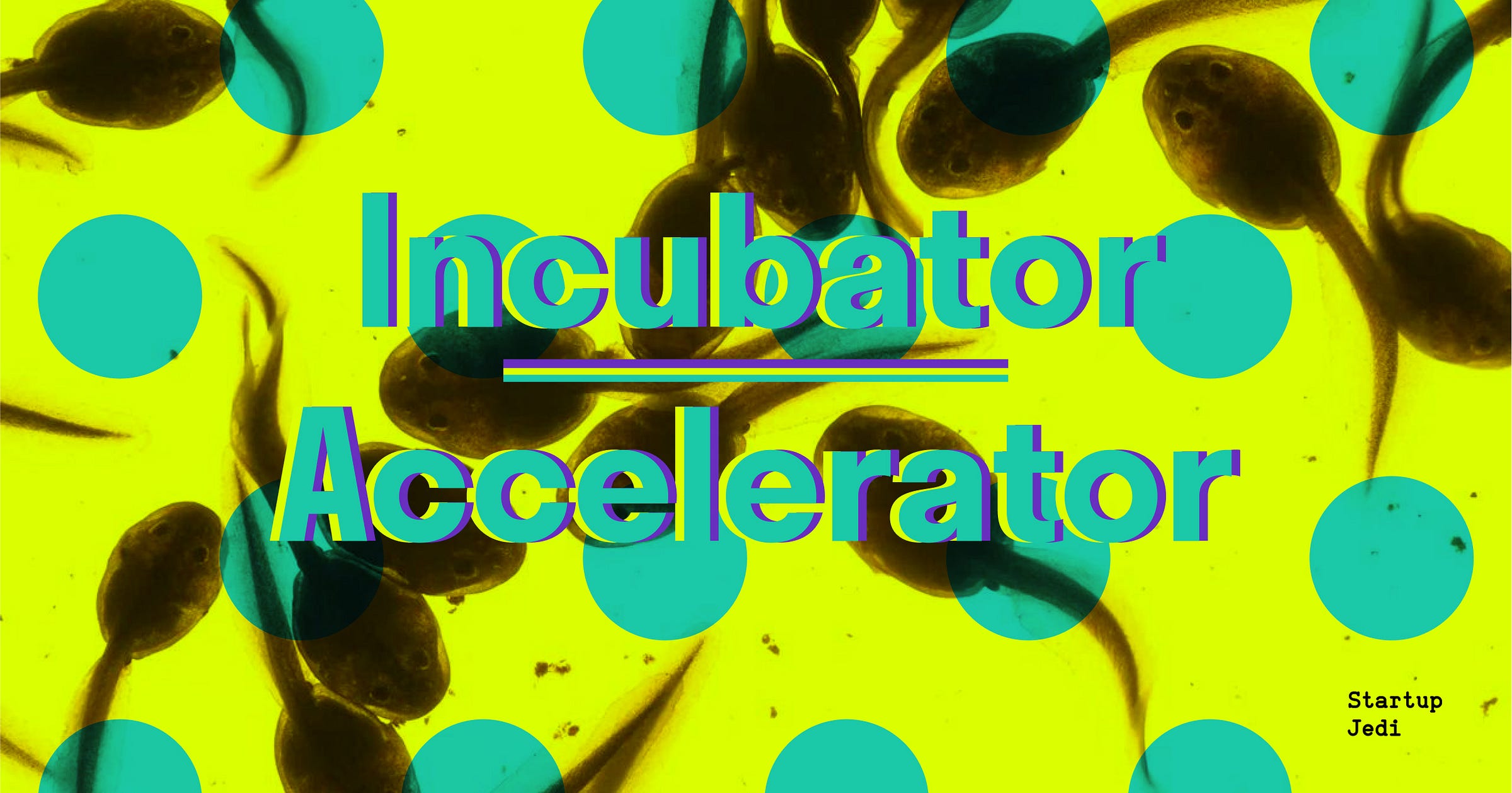 Accelerator or incubator — which of them will be more valuable for you?