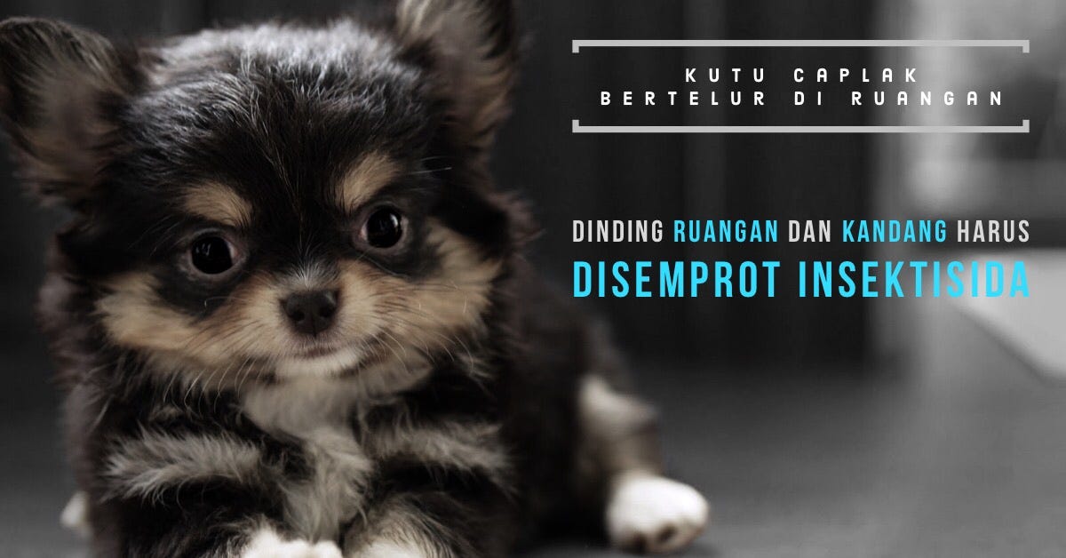 Cara Basmi Kutu Caplak Yang Aman Dan Efektif Pada Anjing