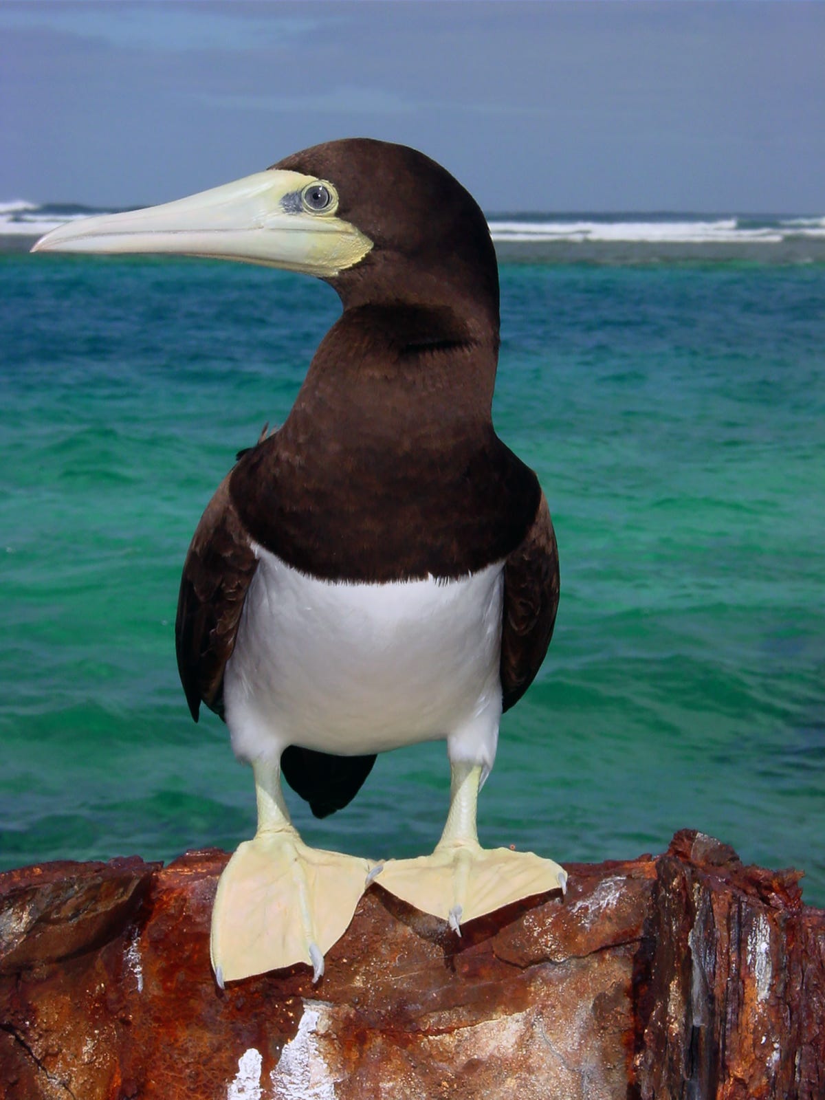 All About the Seabirds Known as Boobies | by U.S. Fish and Wildlife Service  | Updates from the U.S. Fish and Wildlife Service | Medium