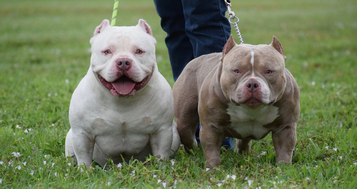 white pocket pitbull