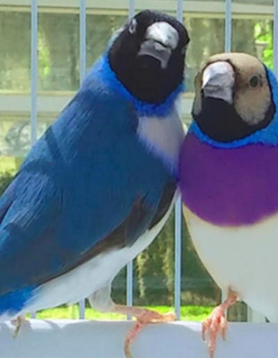 Blue Gouldian Finches for Sale – Medium