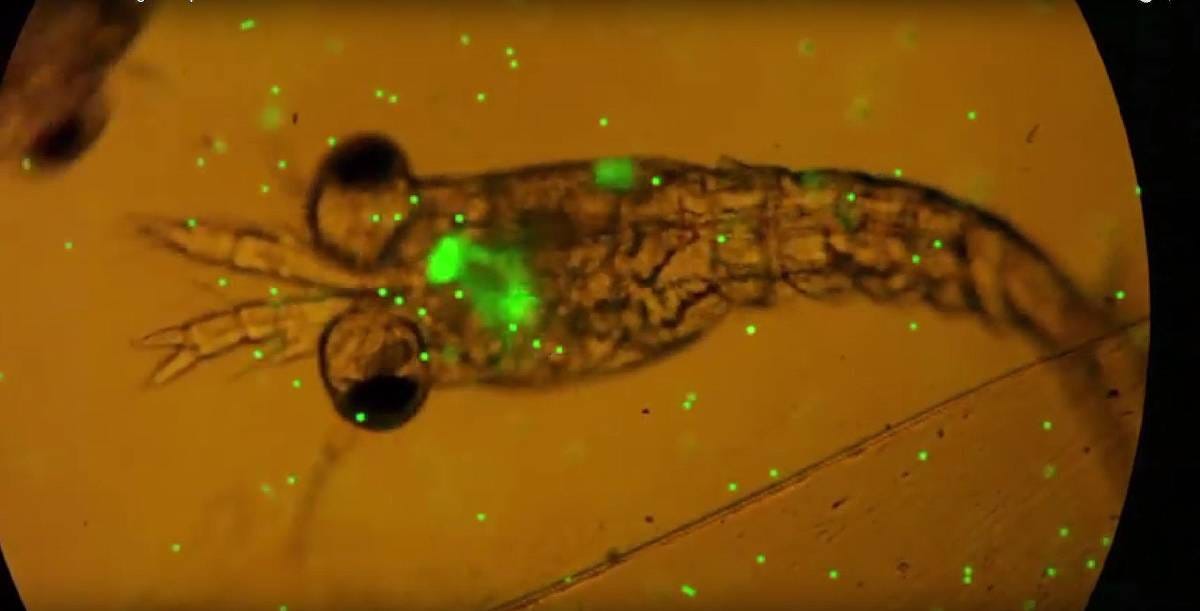How Do Microplastics Affect Our World Climate By Seven Clean Seas