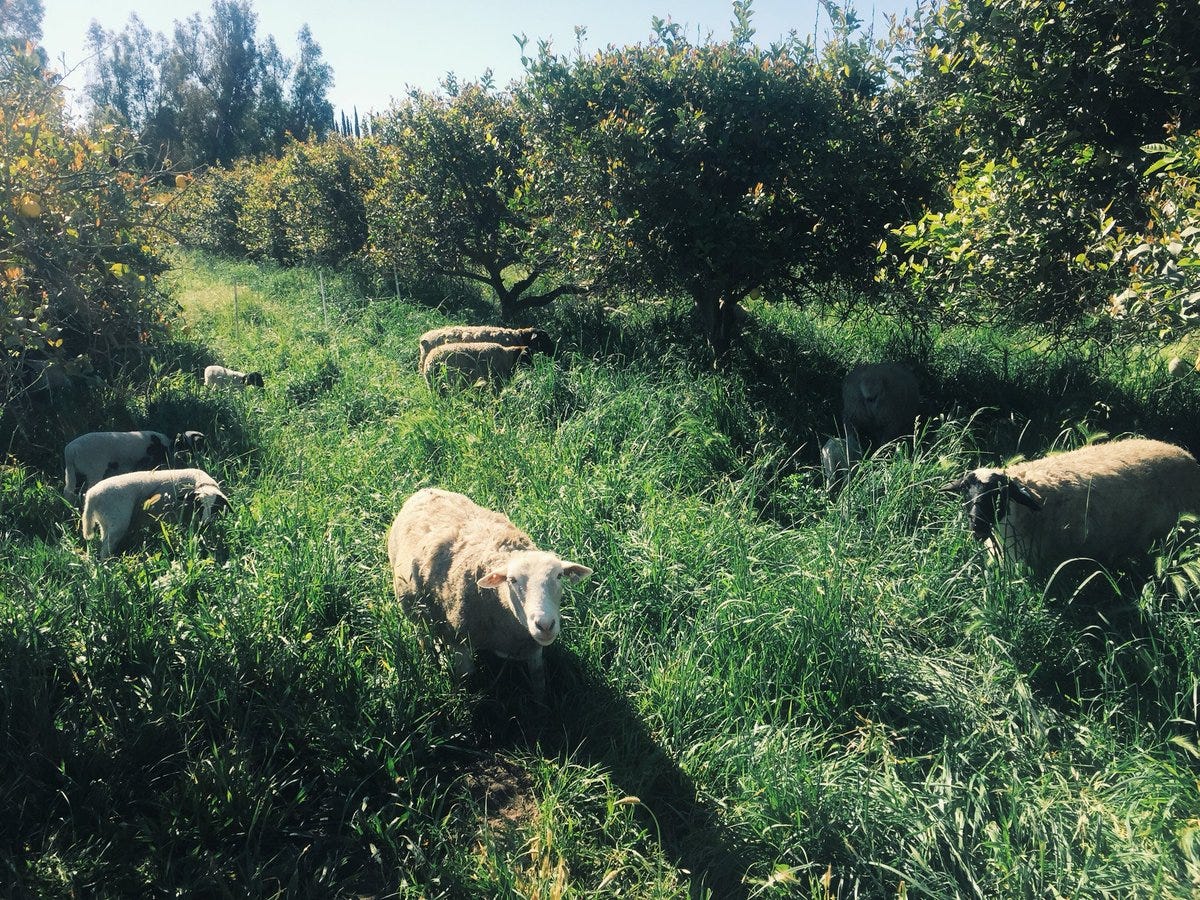 Review The Biggest Little Farm A Pastoral Reality Check By Jonathan Kim Rethink Reviews Medium