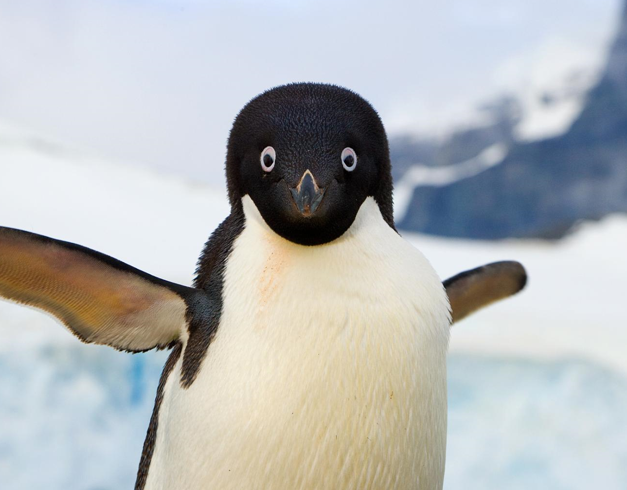 Penguin Notes – Medium