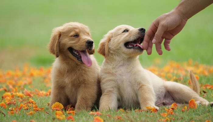 Golden Retriever Puppy Medium Golden Retriever Puppy Medium