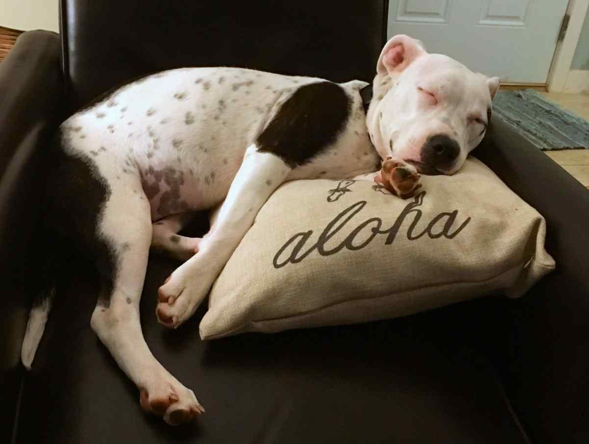 terrier mix puppies for adoption