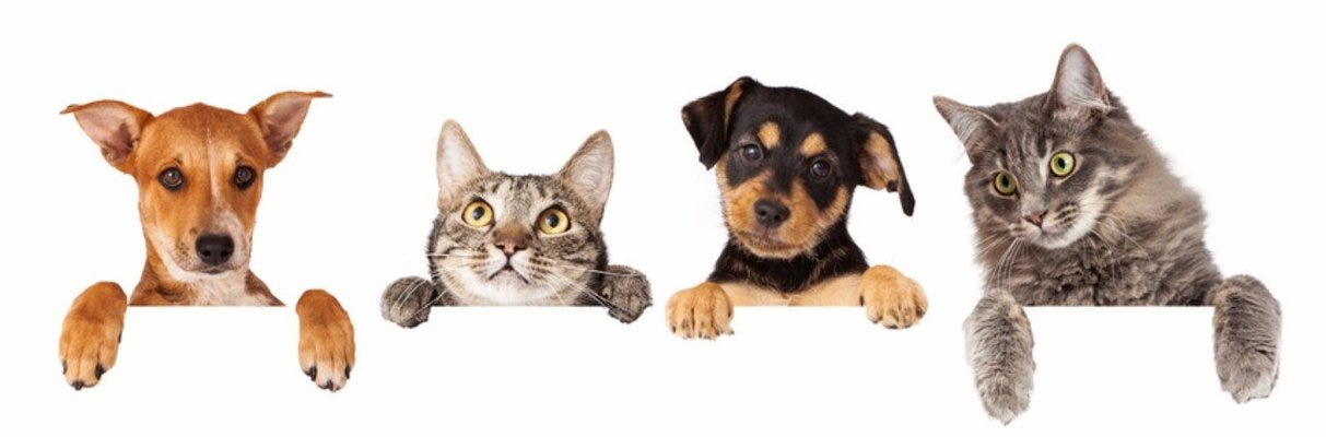 Buy Pet Supplies Online at an 