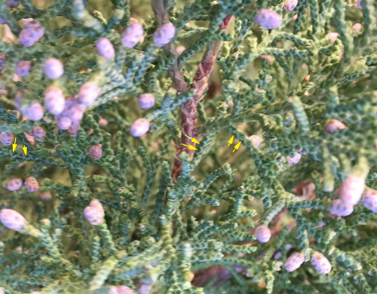 Photo Essay The Rocky Mountain Juniper A Special Breed
