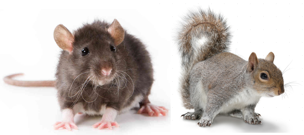 Tale of Two Rodents. Very different lives of squirrels and… by MrNo