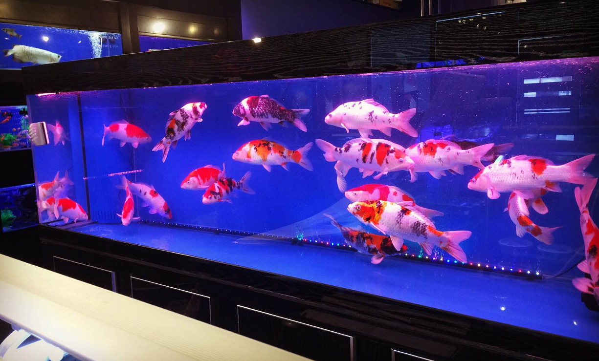 430 Koleksi Desain Aquarium Ikan Gratis Terbaru