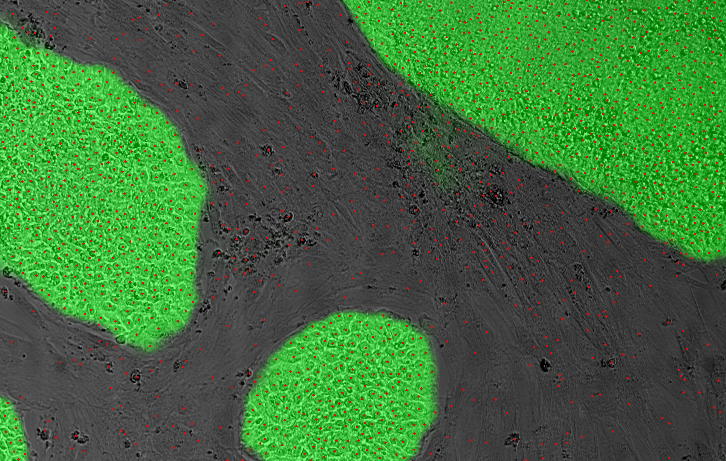 Label-free identification of cell nuclei and iPSC colonies.