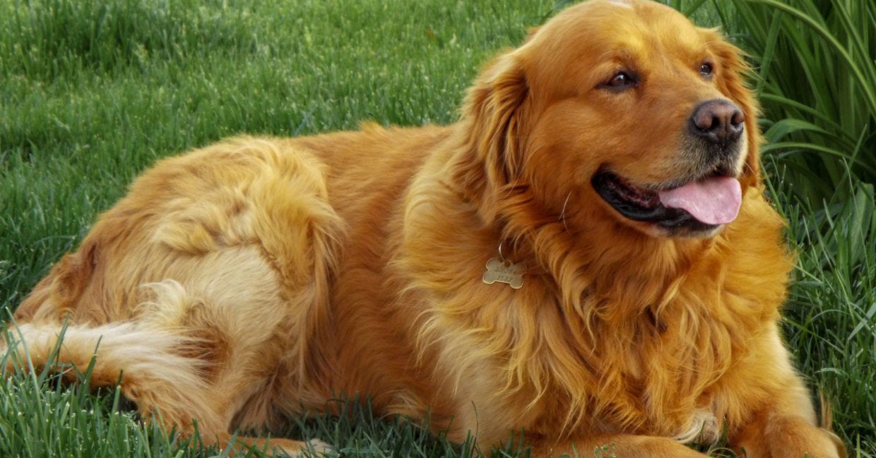 medium golden retriever