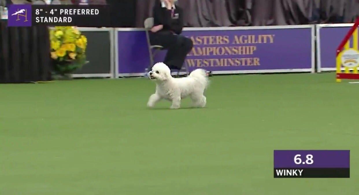 bichon frise agility westminster