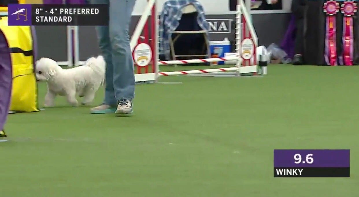 bichon frise agility westminster
