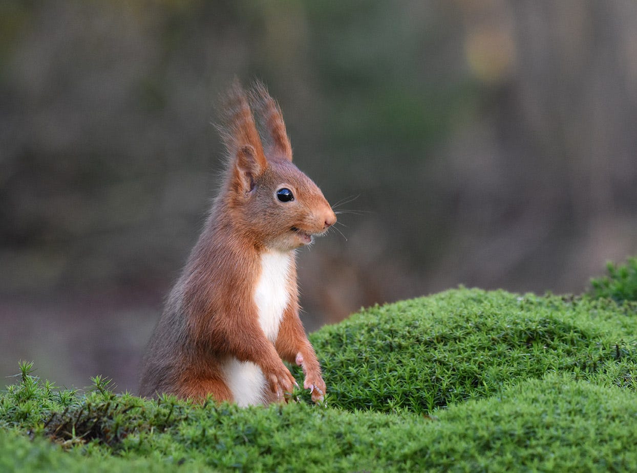 A diminutive squirrel with red fur and tufted ears has an open mouthed, curious, fun expression and is staring at something