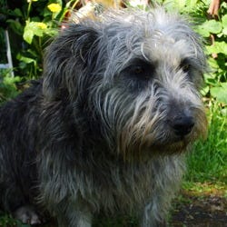 what kind of dog is shaggy dog
