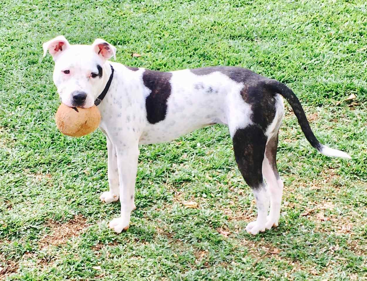american pit bull terrier for adoption near me