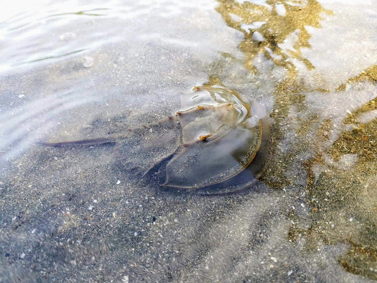 International Horseshoe Crab Day. by Thomas Gomersall by WWF HK