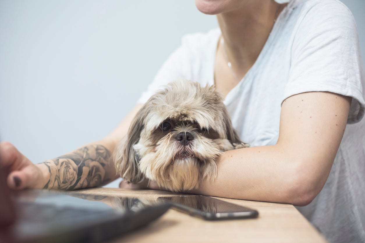 easy office pets