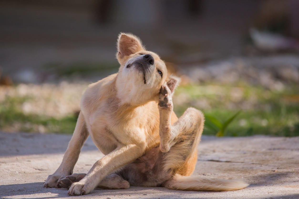 Dog scratching.