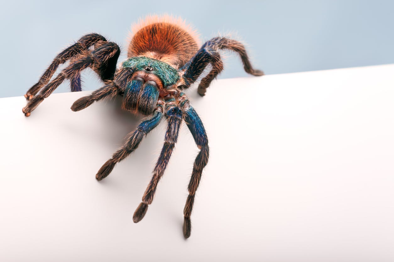 easy office pets