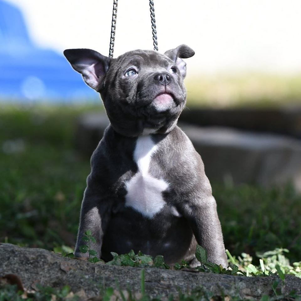classic bully puppies for sale