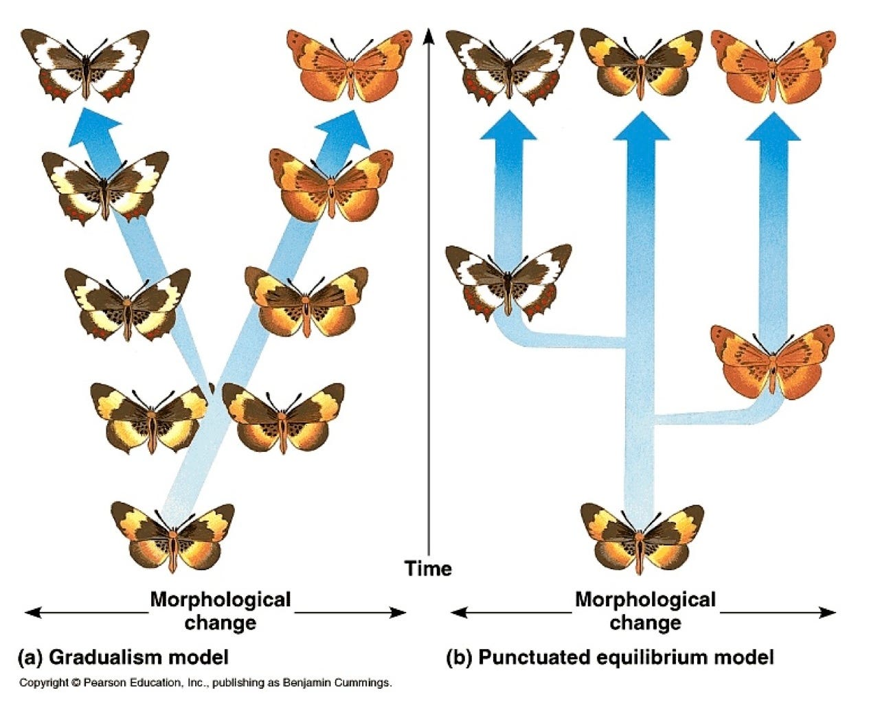 Resultado de imaxes para: comparison between gradualism and punctuated equilibrium