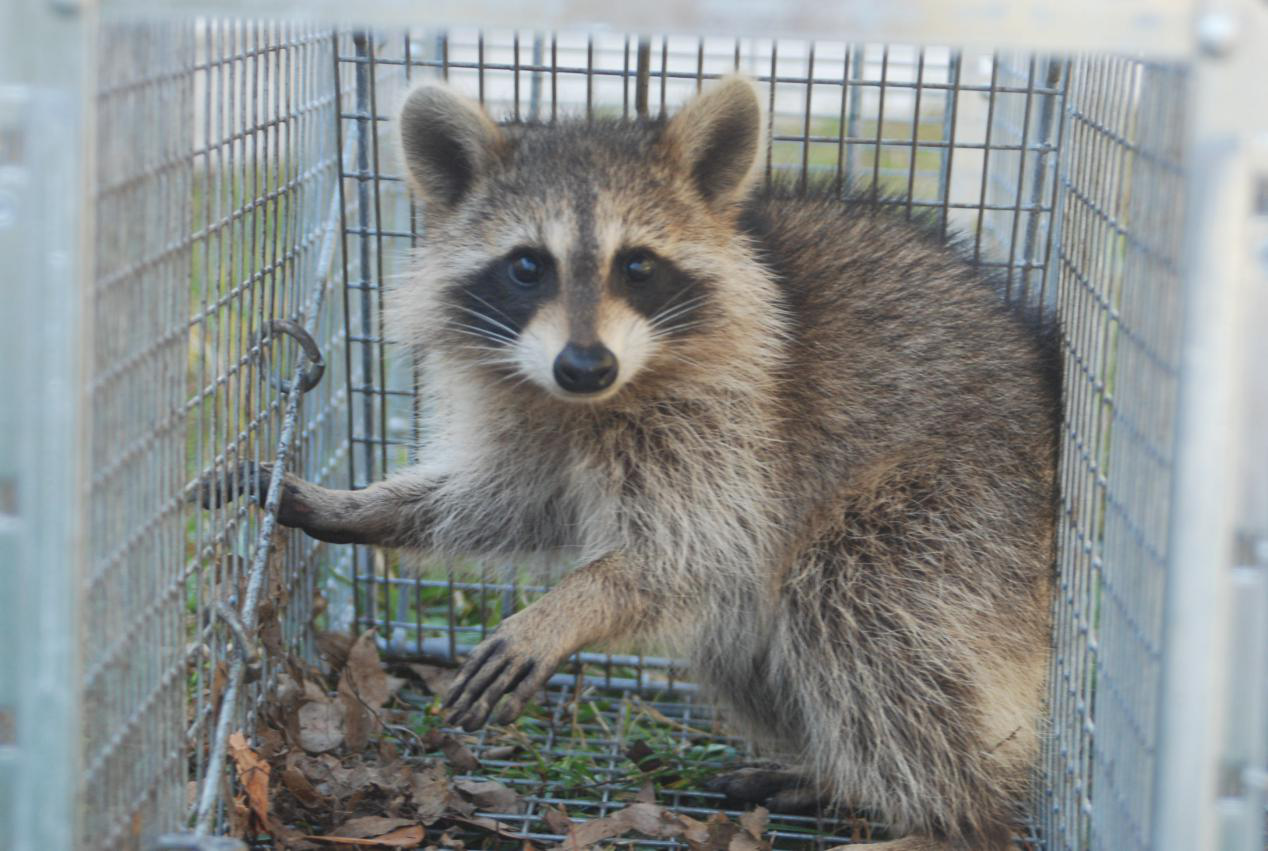wildlife removal services