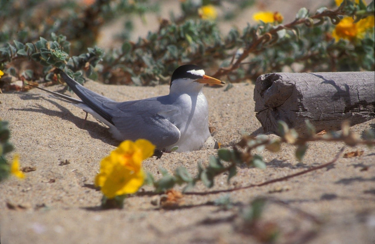 a black, grey and white tern sits on a nest on a beach featuring some yellow flowers surrounding it.