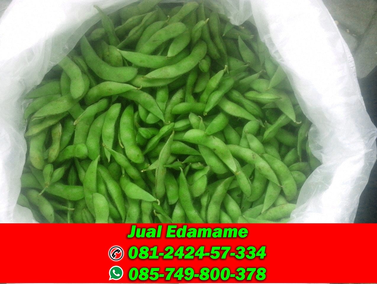 Pin Di Kacang Kedelai