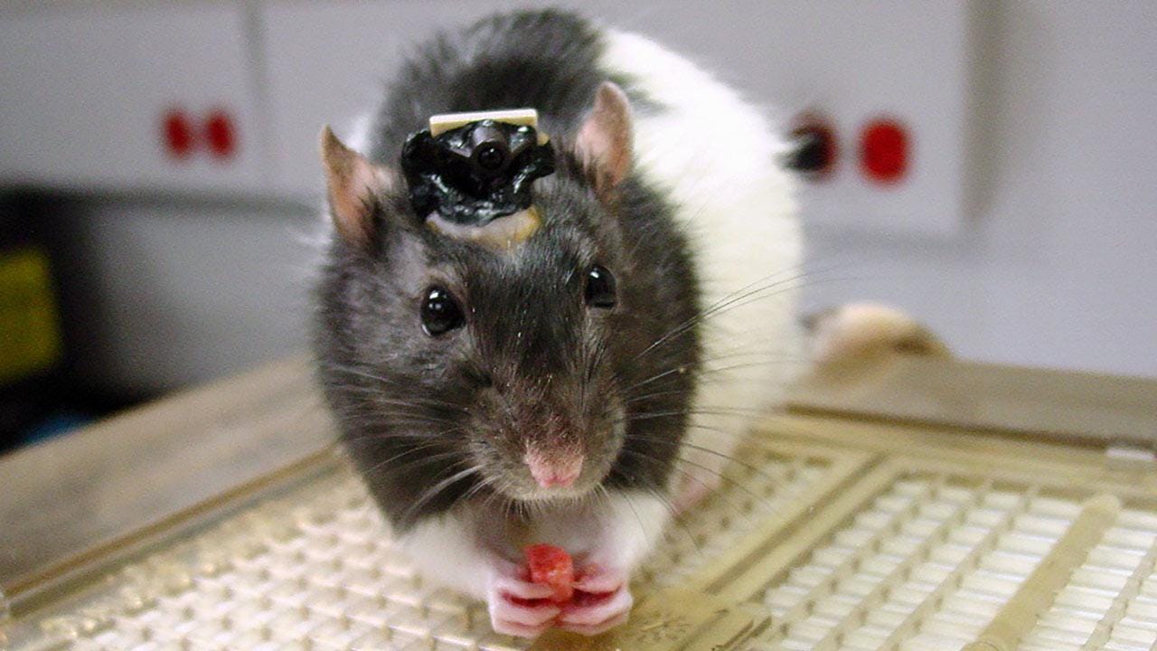 Observations and thoughts on BCIs &amp; Neurotech | by Simon Zirui Guo | Medium