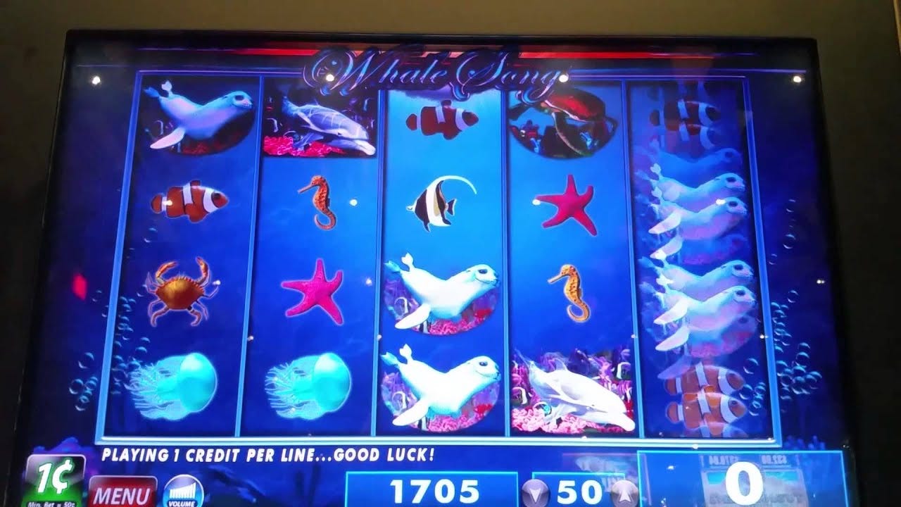 Whales Whales