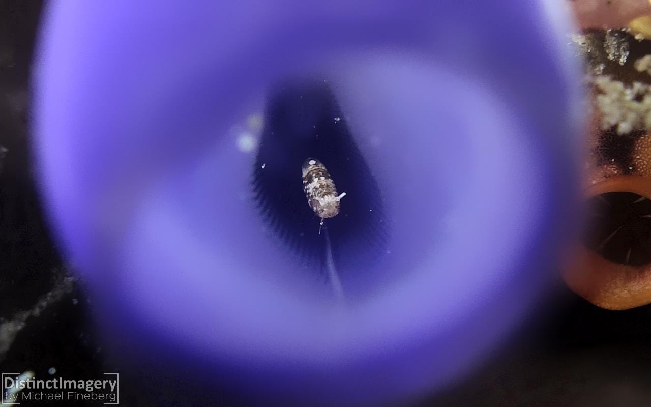 Critter Finder Sea Squirts Diving Around Asia Medium