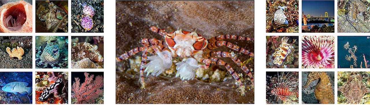 Boxer Crabs Use Sea Anemones Like Pom Poms Jack S December Underwater Photograph By Sevenseas Media Medium Boxer Crabs Use Sea Anemones Like Pom Poms Jack S December Underwater Photograph By Sevenseas Media Medium
