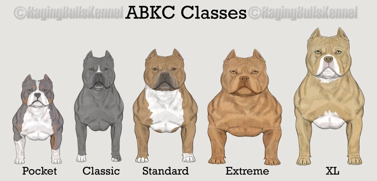 american bully large size