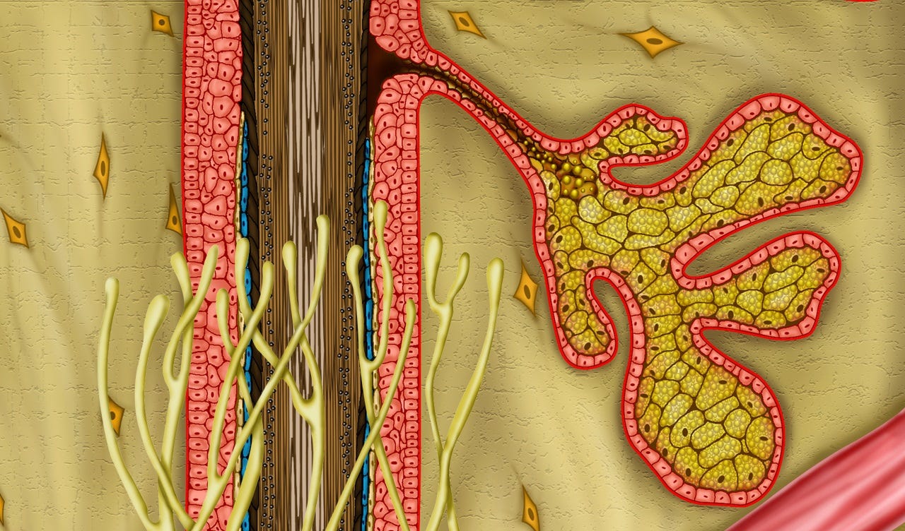 The Three Parts of the Hair Follicle | by Beauty Tomorrow | Medium