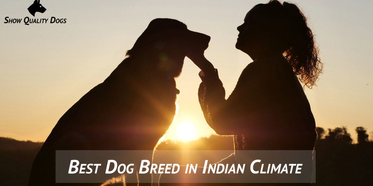 best dogs for indian climate