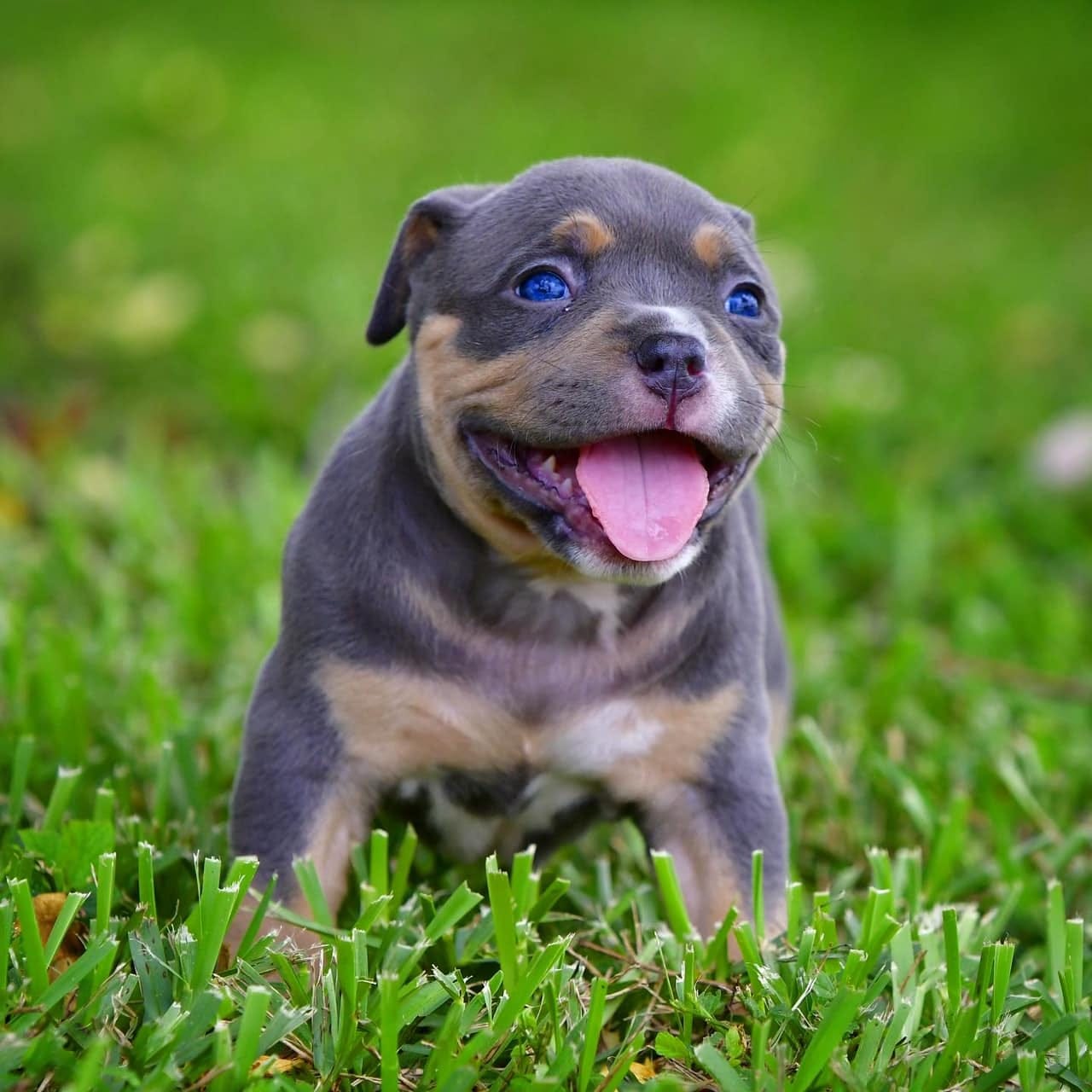 VENOMLINE POCKET BULLY BREEDINGS & AMERICAN BULLY PUPPIES FOR SALE by VENOMLINE POCKET BULLY’S VENOMLINE POCKET BULLY BREEDINGS & AMERICAN BULLY PUPPIES FOR SALE by VENOMLINE POCKET BULLY’S