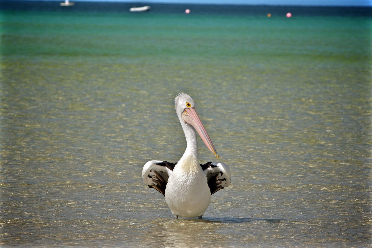Welcome to the Pelicans Eating Other Birds Film Festival | by kelly