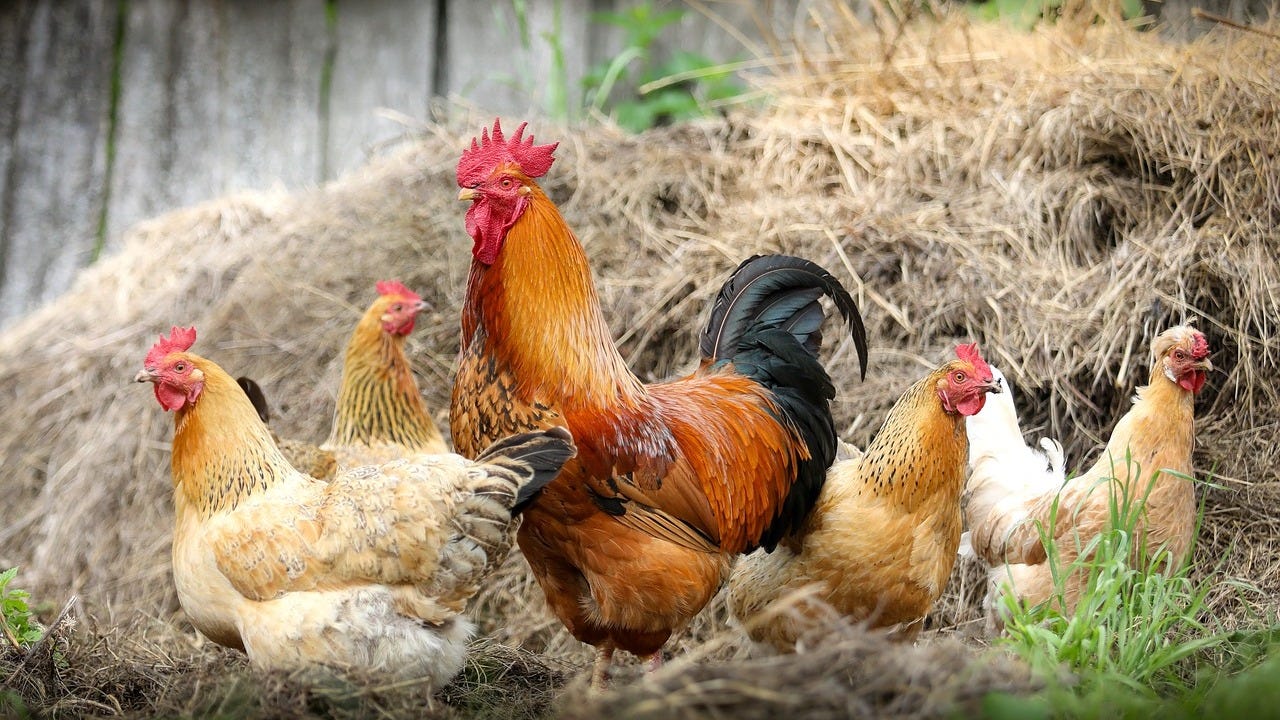 Tips Dan Trik Mengatasi Hama Gurem Pada Ayam Dengan Benar