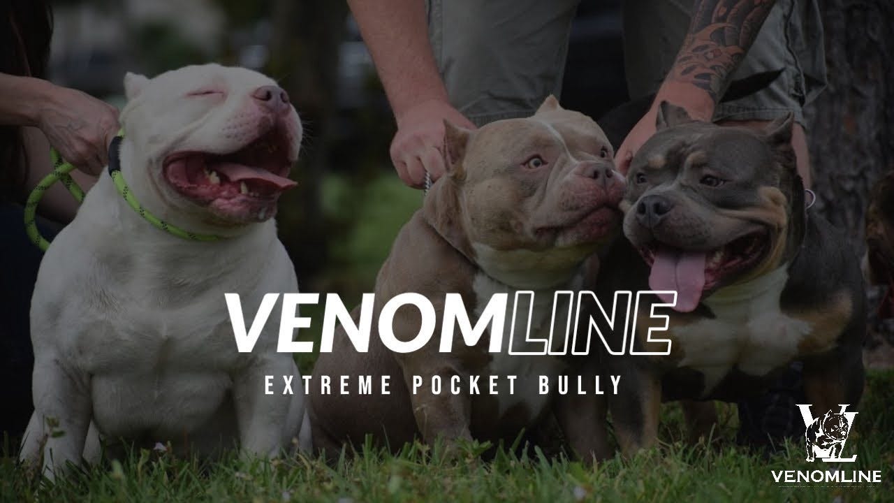 extreme bully puppies for sale