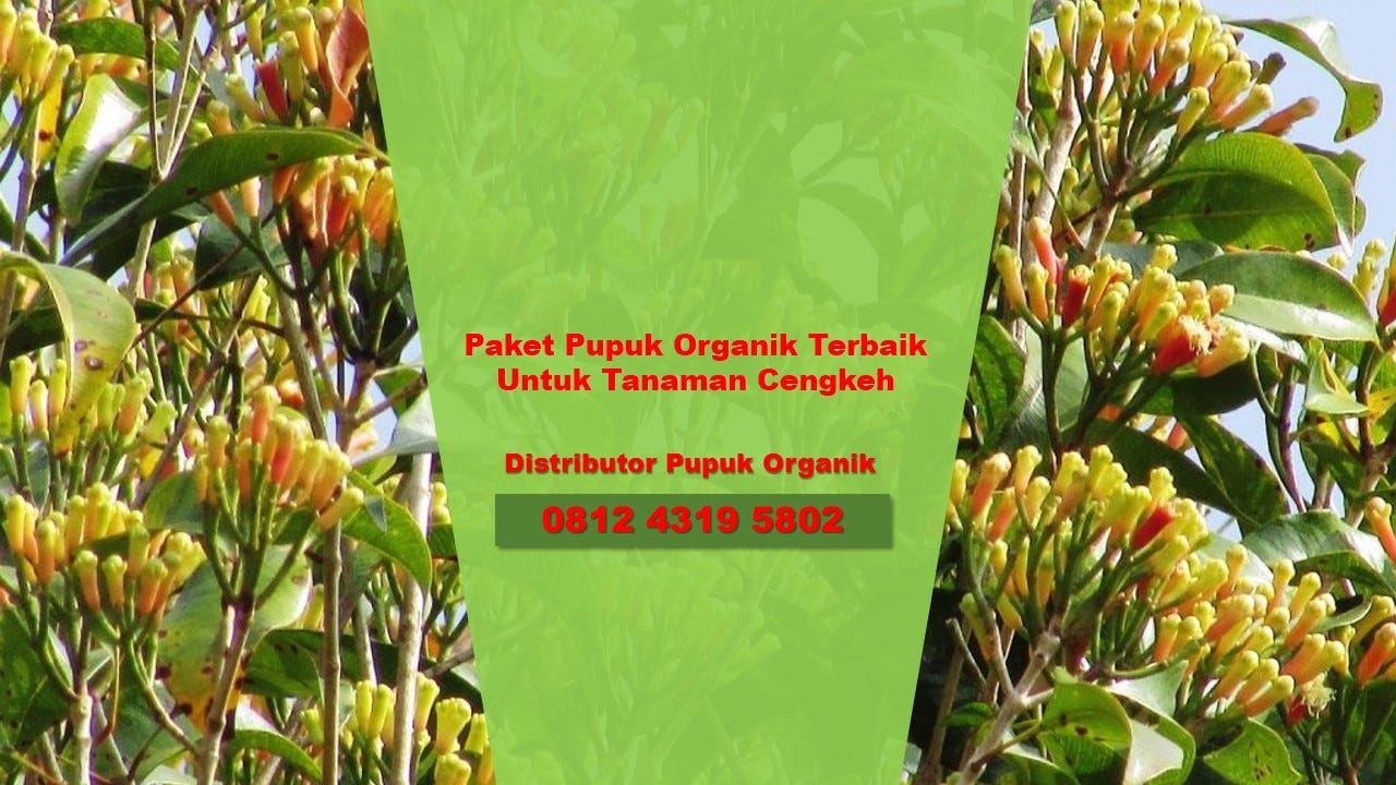 Wa 0812 4319 5802 Distributor Pupuk Cengkeh Makassar By Organik Nasa Makassar Wa 081 243 195 802 Medium