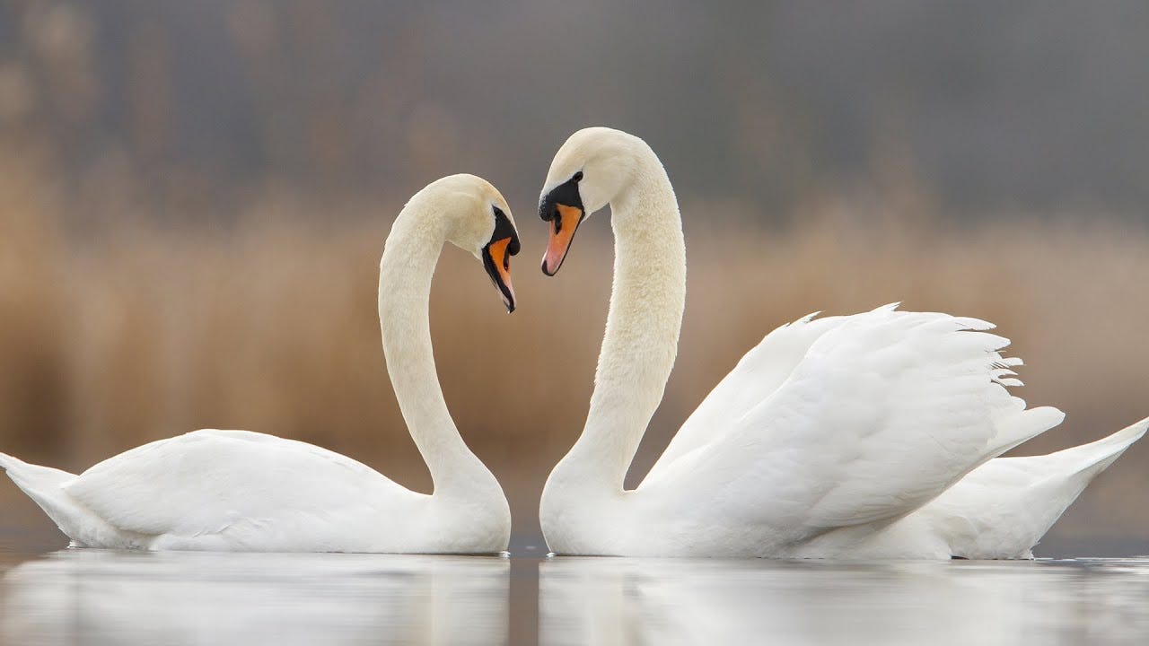 Most Beautiful And Graceful Bird The Swan By Iqrashah Medium Most Beautiful And Graceful Bird The Swan By Iqrashah Medium