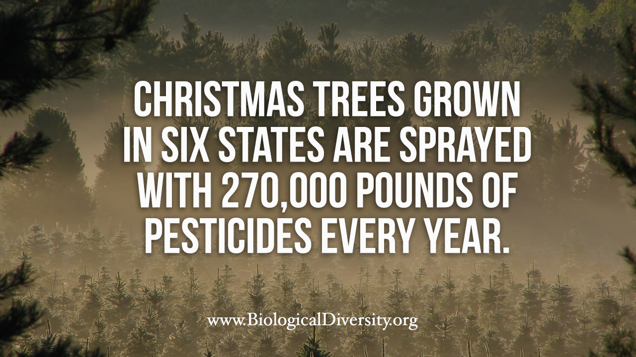 Are Christmas Trees Sprayed with Pesticides? by Nathan Donley