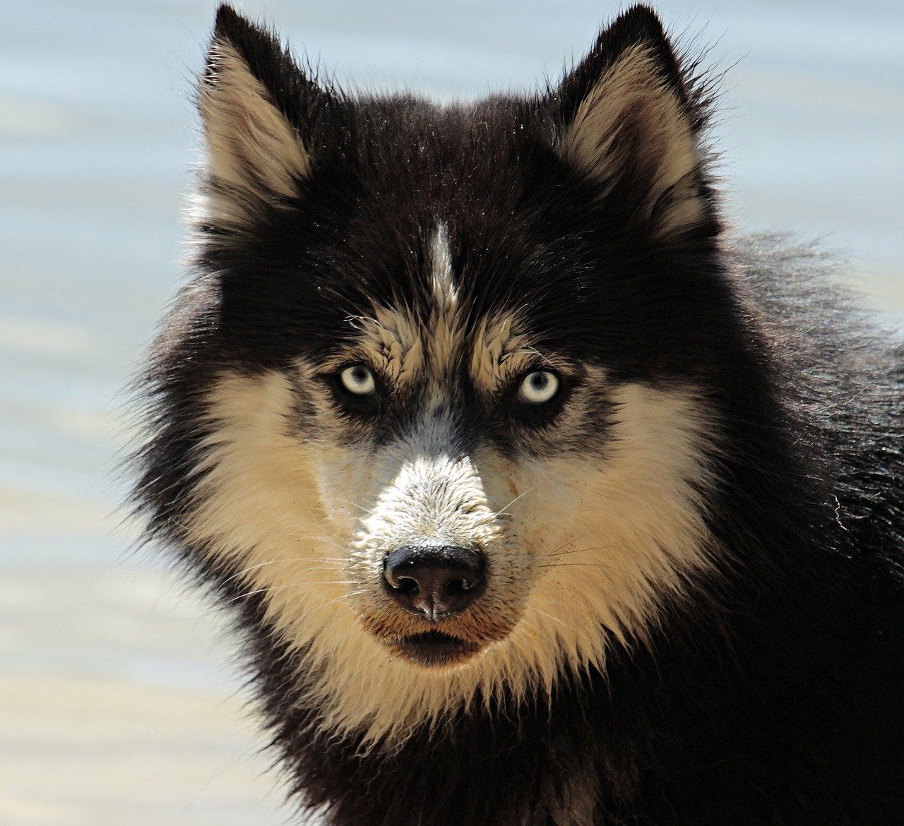 husky wolf mix