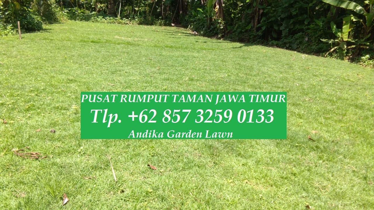 Beli Rumput Jepang Di Surabaya Tlp 62 85732590133