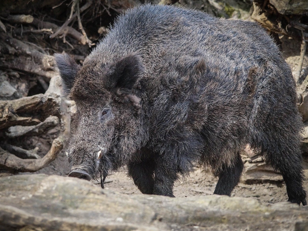 The Explosion of the European Boar - Age of Awareness - Medium