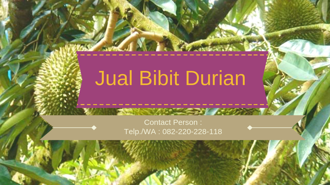 Durian Musang King Semarang