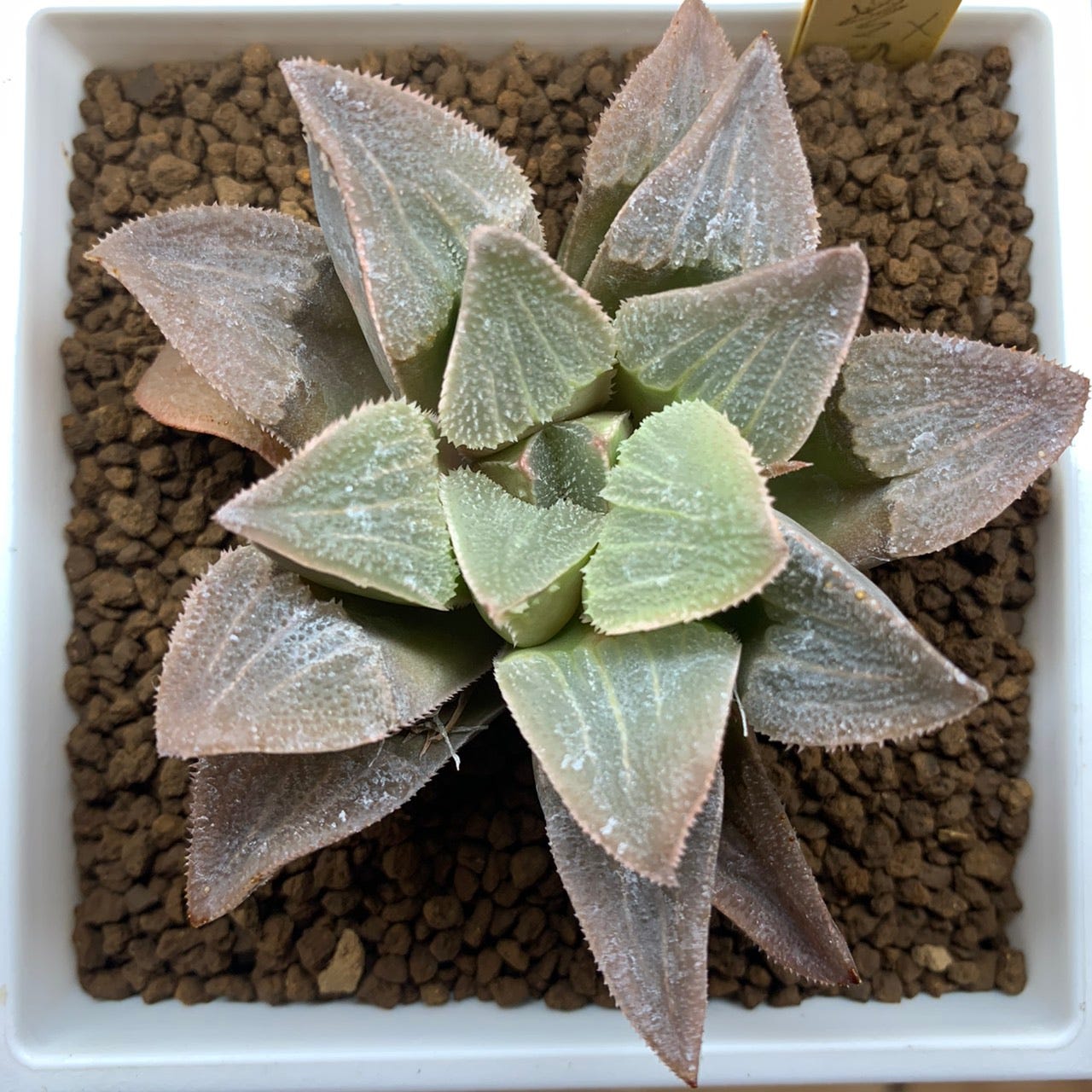 多肉植物 台灣不流行的植物卻正好是台灣的強項 前言 By Roger Wang 狂買園藝百合科專賣haworthia Medium 多肉植物 台灣不流行的植物卻正好是台灣的強項 前言 By Roger Wang 狂買園藝百合科專賣haworthia Medium